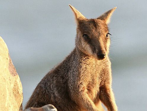 Native Animals of Magnetic Island - Magnetic Island Nature Association